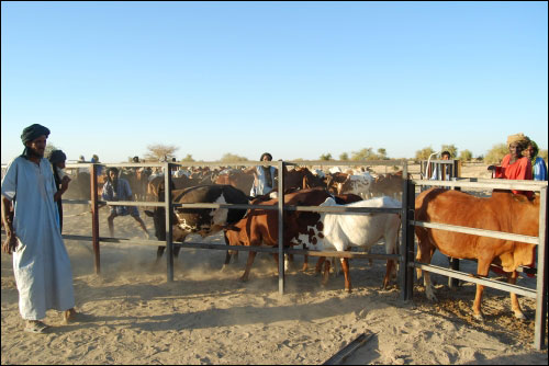 Els projectes se centren en els sectors agrícola i ramader