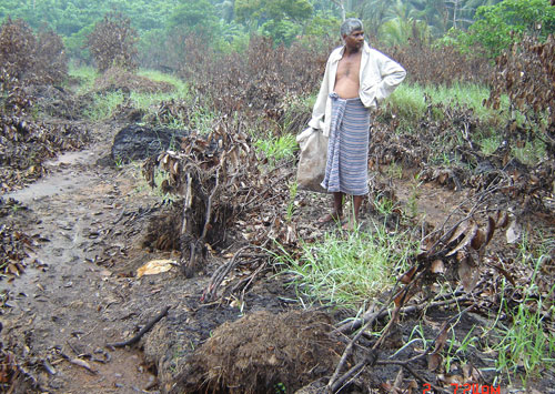 A.C.K de Soyza pudo replantar su cultivo de canela, perdido en el tsunami.