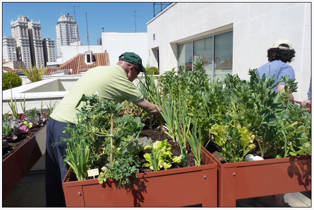 Fernando Pérez atenent l'hort urbà de l'Espai Pozas Fernando Pérez atenent l'hort urbà de l'Espai Pozas