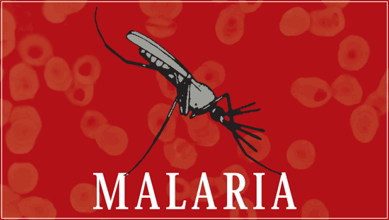 Imagen del mosquito de la Malaria