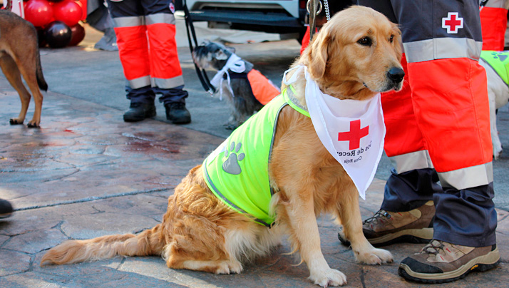 Dog of the ERIE canine unit